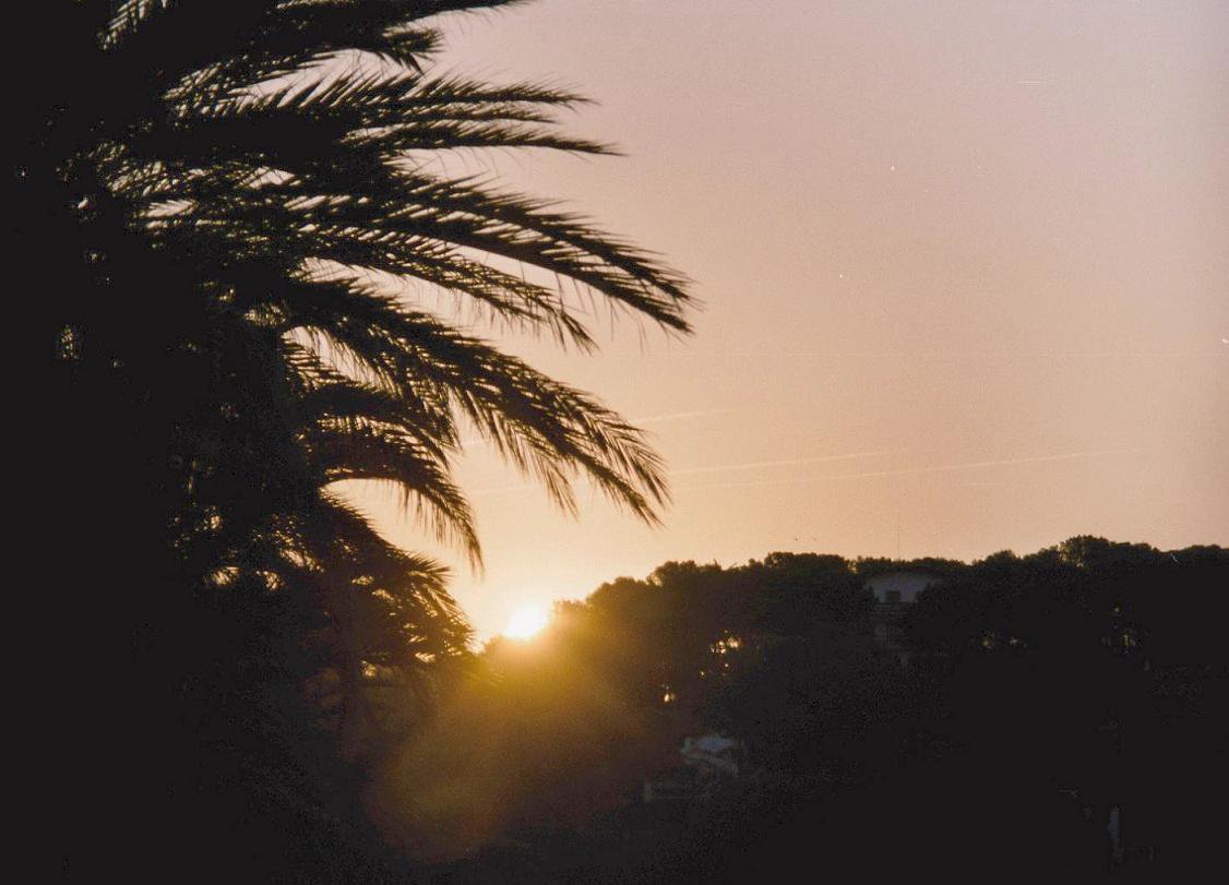 Sunrise with Palm