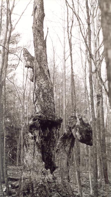 cool old tree