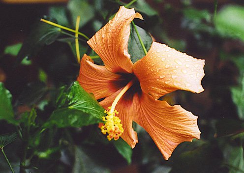 hibiscus ACTIOn