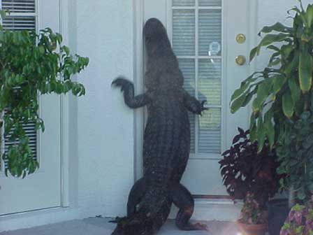 alligator trying to get inside someones house