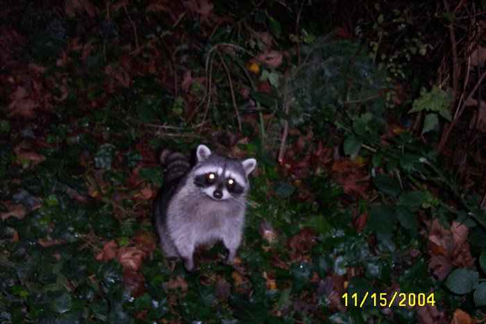 he likes bagels