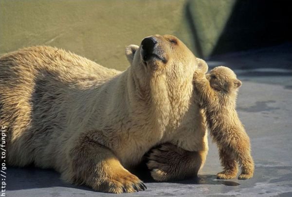 Some very cute polar bears