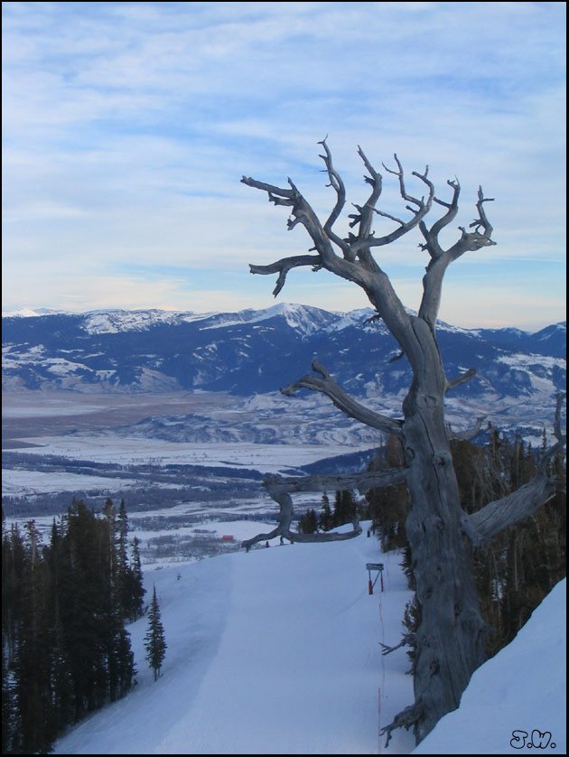 Atop the Tram at Jackson Hole