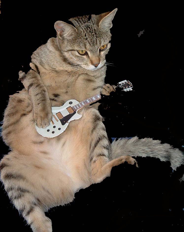 kitty rocks out!!!!!!!!!!!