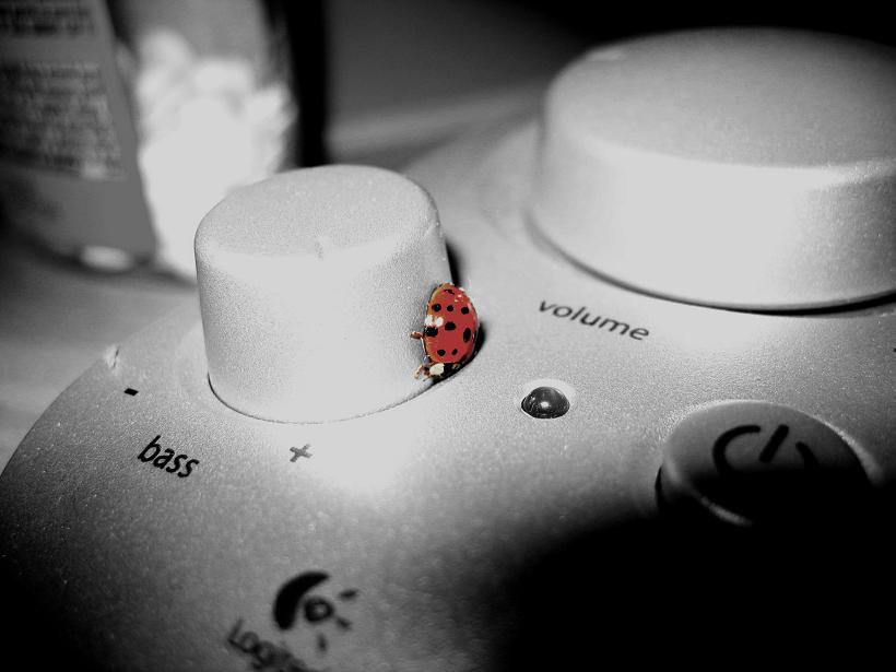 ladybug infestation