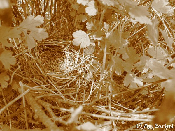 the chicks have flown the nest....