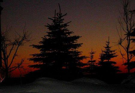 Spruce & Alaskan Sunset