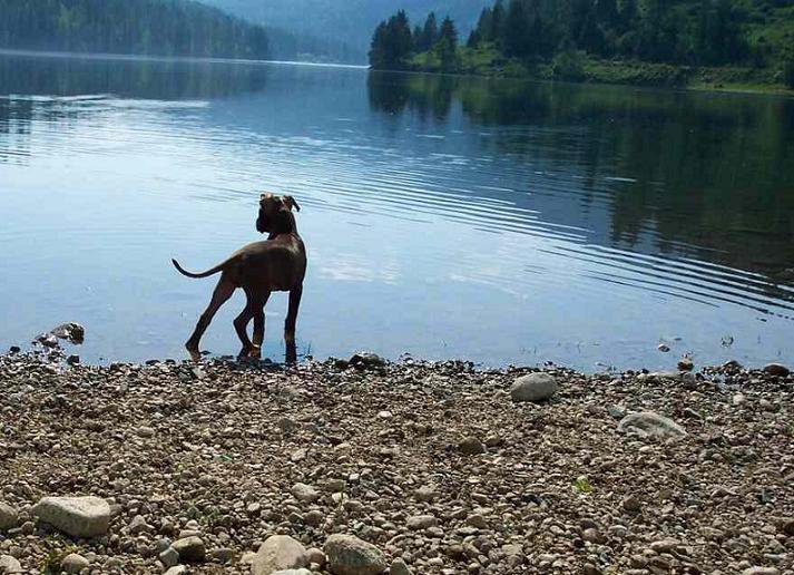 Sage at the Lake