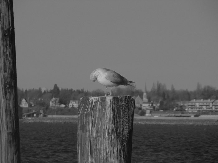 NUB-GULL