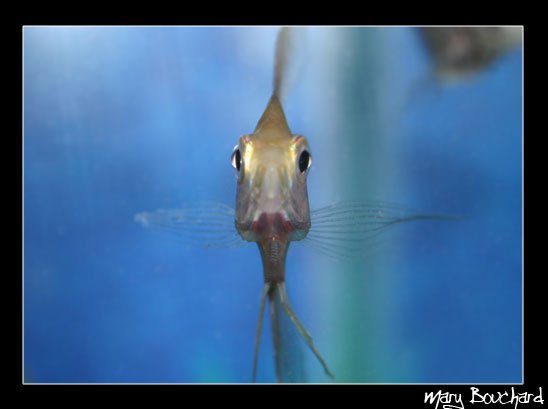 "Look into my eyes," Said the little fishie.