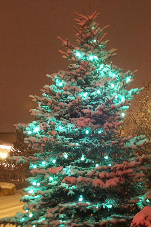 Tree with xmas lights in the snow.