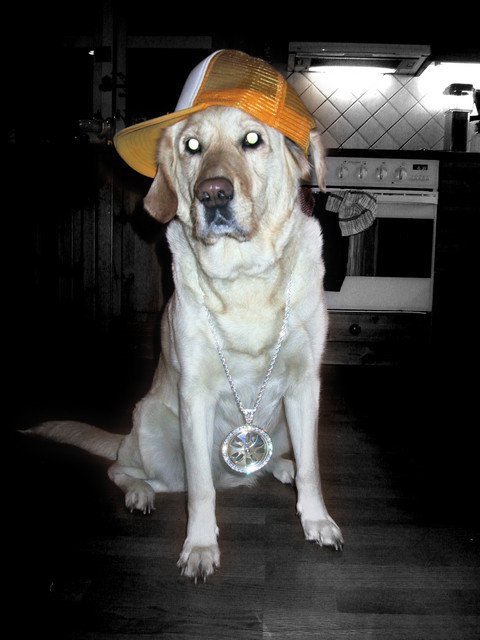 My dog with her bling bling;)