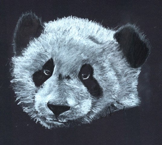 quick panda drawing
