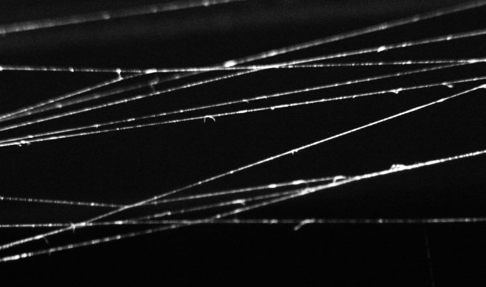 Spider Web Macro