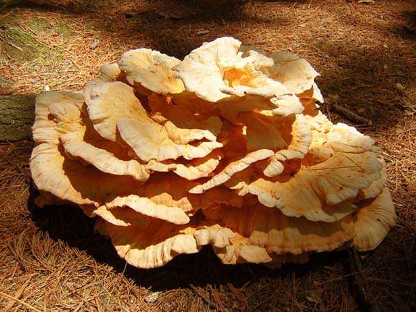 Huge Mushroom I found
