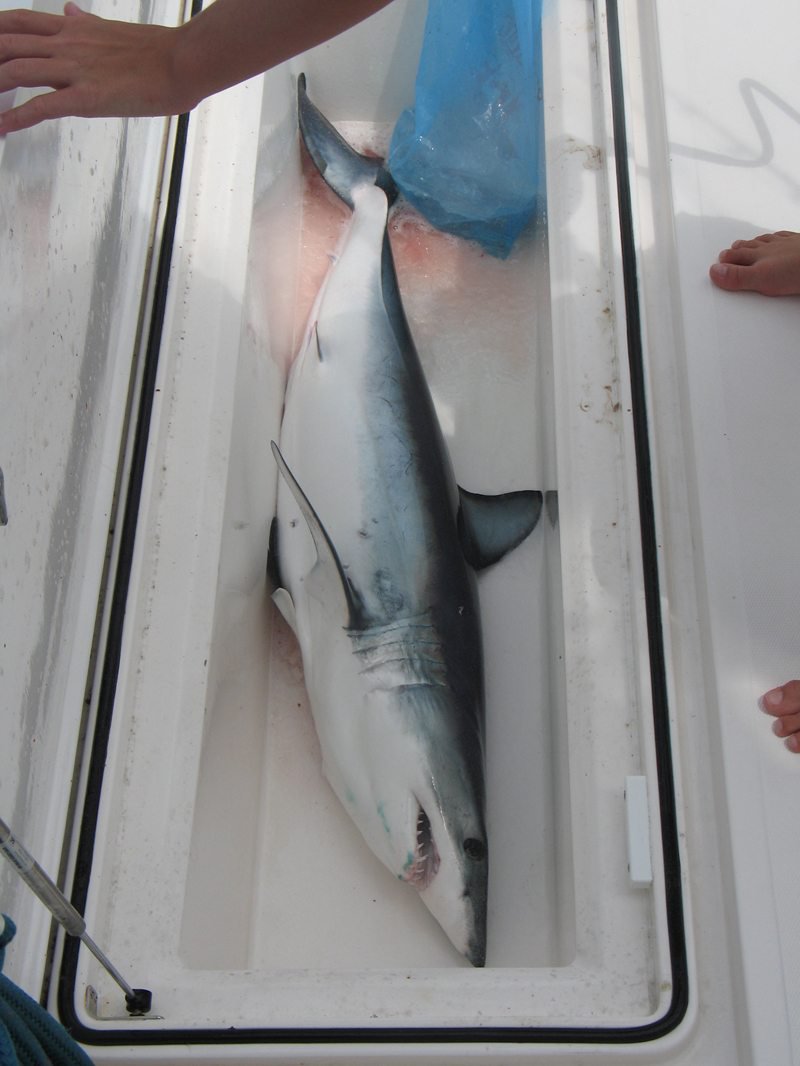 The Mako Shark my brother caught