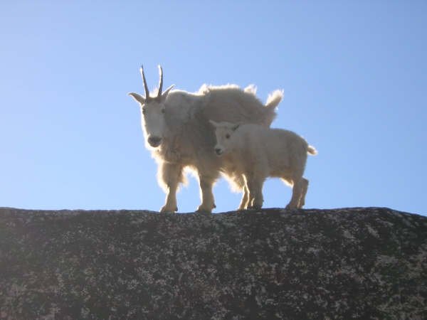 Mountain goat and her kid
