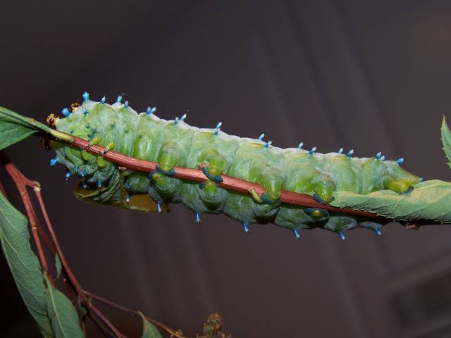 Cecropia caterpillar bottem