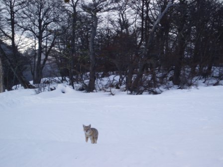 one fox crossing the track while i was skiing down: what the hell?!