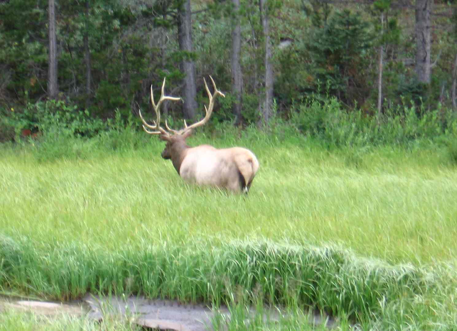 really big elk