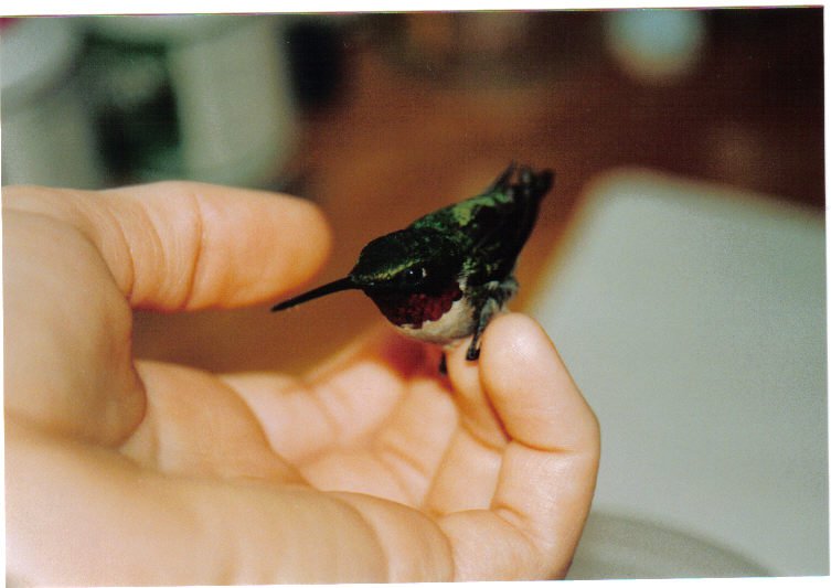 Hummingbird on my hand