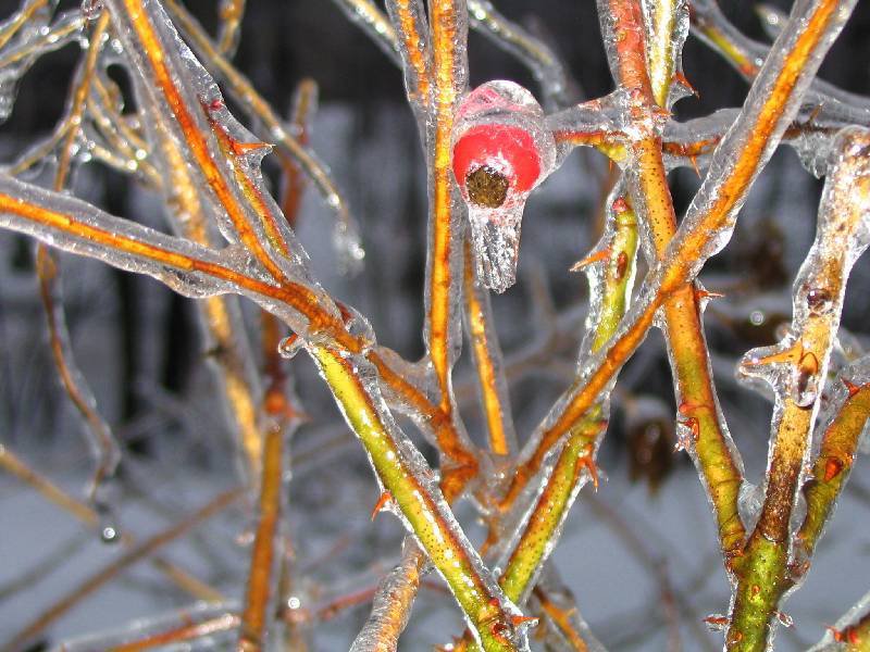 Freezing rain