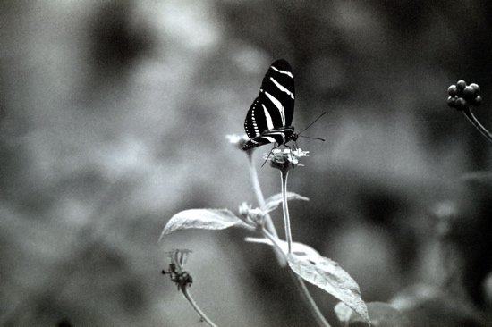 B/W Butterfly