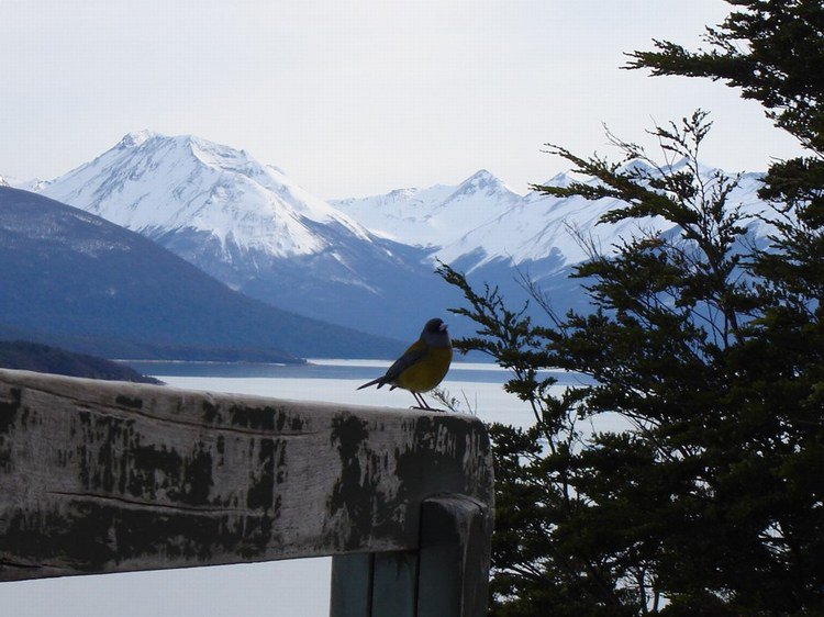 nice bird with nice background