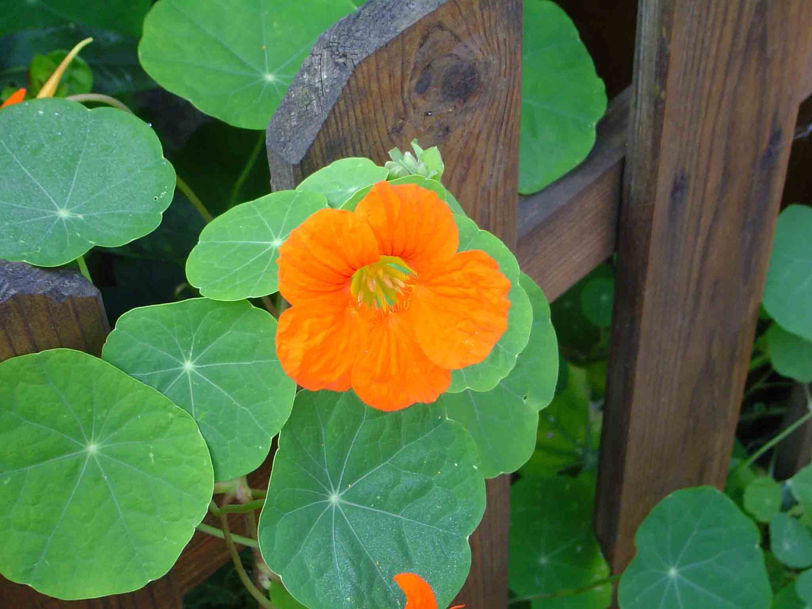 Orange Flower