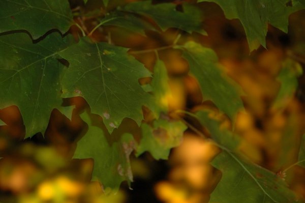 Autumn: Maple Backlit by Sassafras