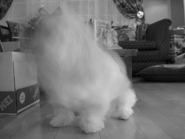 blurry dog