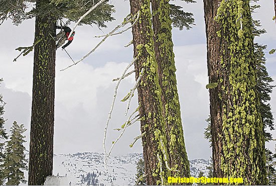 Candide tree jib by Sjöström