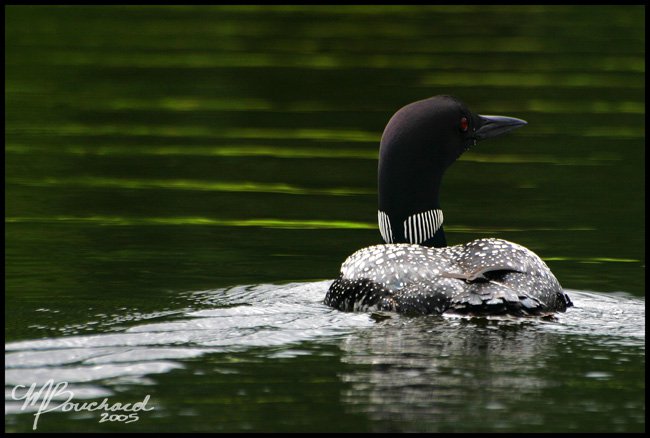 Look, Loon!