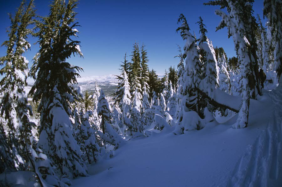 snowy trees