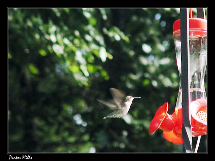 Humming Bird