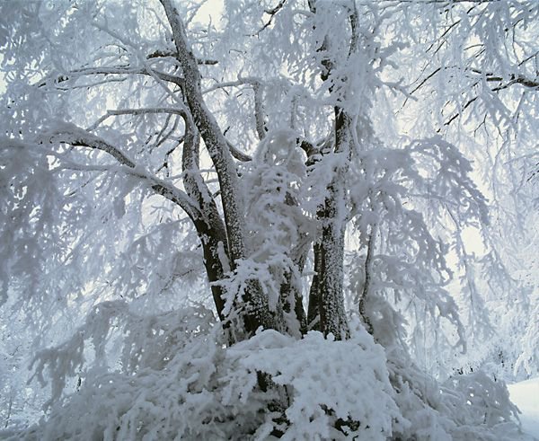 snow+tree=scenery