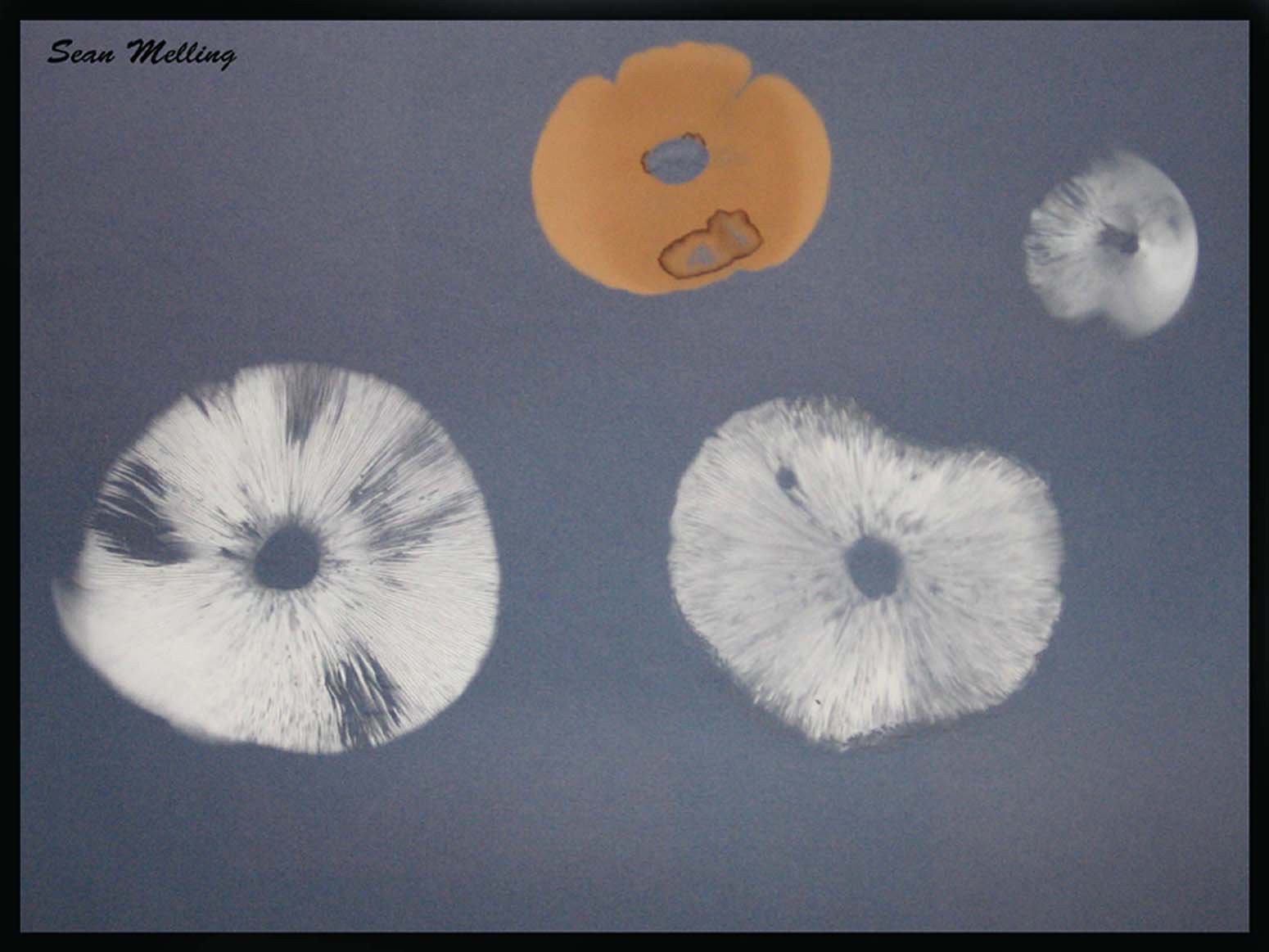 Spore Prints