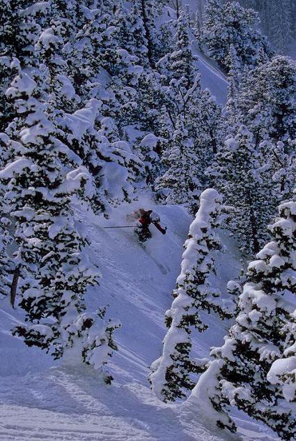 tree skiing