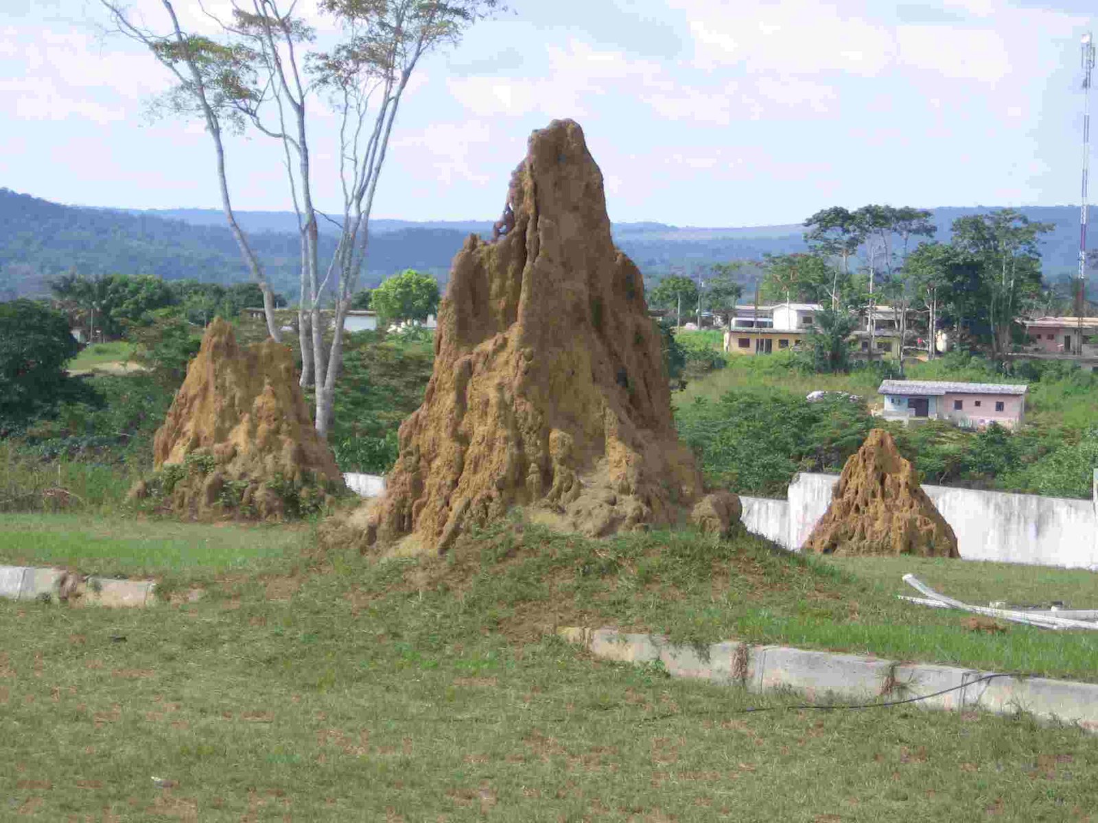 Huge termite mounds