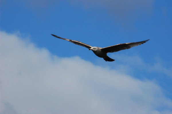 Picture of a Bird at my House