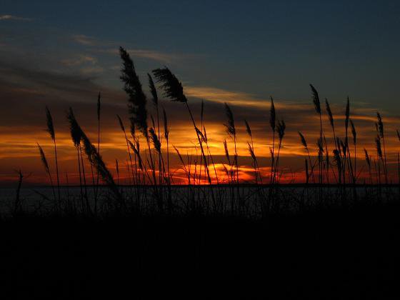 cat tails