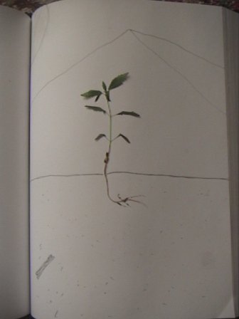 authentic plant/drawing