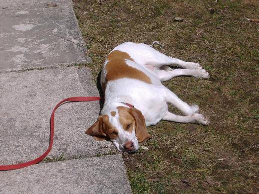 what a lazy hound dog.