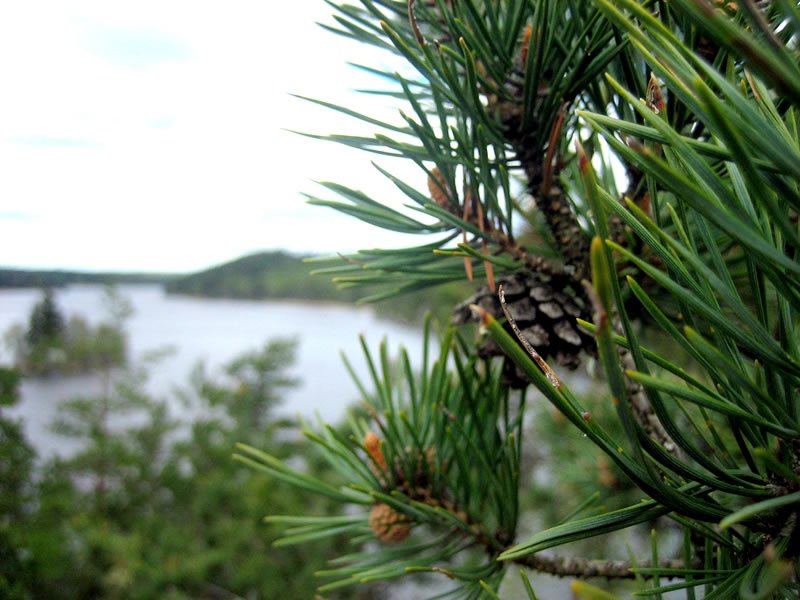 Pine Cone and Sweden