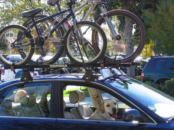 Bikes and Dog