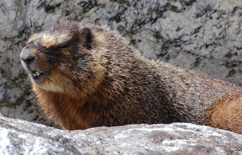 marmot 2