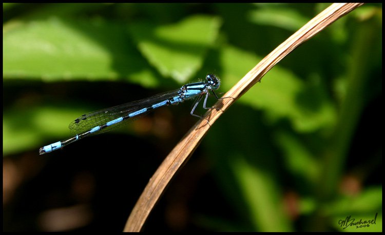 Blue Bottle (not a bottle)