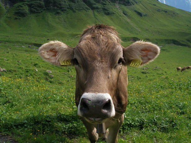 Bubba the Cow