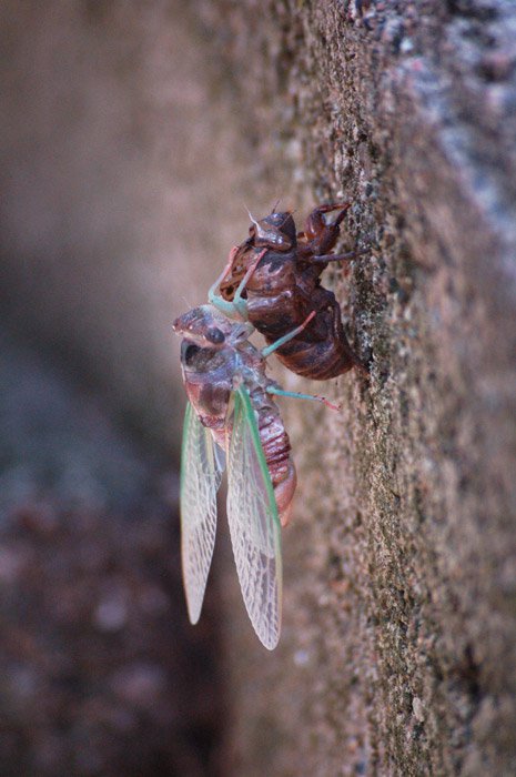 Cicada coming out of it's husk