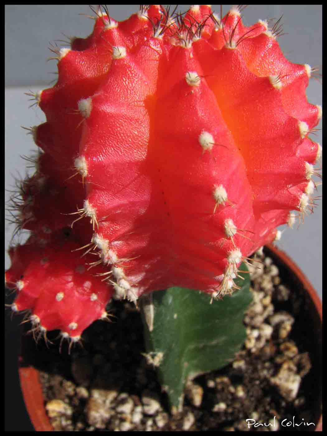 Cacti closeup